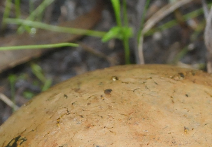 Quiz di astinenza fungina...